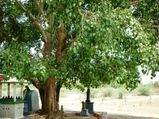 Trees India That Have Super Natural Powers