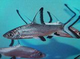 10 Easy Ways To Look After Shark At Home 005803