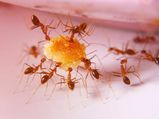 10 Best Remedies Get Rid Ants