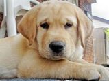 5 Signs Tell If Dog Is Sick