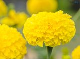 Marigold Beauty Benefits