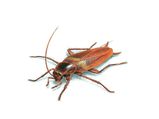 Home Remedies Kill Cockroaches