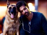 Weird Things Dog Owners Do