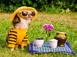 Five Kinds Dogs Who Are Most At Risk Sun Damage