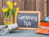 Weird Gardening Tips That You Never Knew 009372