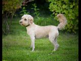 Ten Longest Living Dog Breeds Tamil 009617
