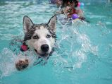Tips To Help Pets Beat The Summer Heat