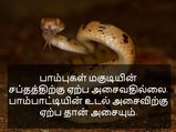 பாம்புகளை பற்றி பலரும் அறியாத திகைப்பூட்டும் தகவல்கள்!