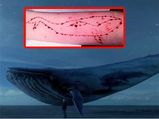 Shocking Things Behind Blue Whale Challenge