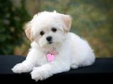 Foods That Should Avoid Pet Dogs
