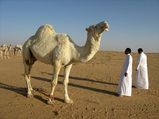Camel Milk Helps Cure Impotence Its Other Health Benefits