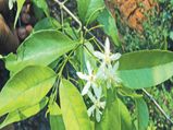Amazing Benefits Wrightia Tinctoria