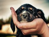 Ways To Use Essential Oils For Dogs