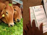 Cow Sanjeevini Scheme For Providing Aadhar For Cow