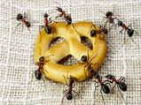 26 Superb Home Remedies To Get Rid Of Ants