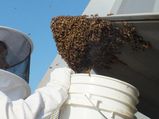 How To Get Rid Of A Honey Bee And Beehive