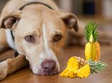 Can Dogs Eat Pineapple Find It Out