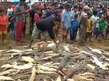 Indonesia People Killed 292 Crocodiles