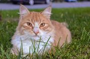 6 Most Common Health Problems In Cats And Symptoms For The Diseases