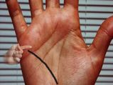 What Your Health Line Palmistry Tells