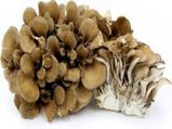 Health Benefits Of Maitake Mushrooms