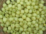 Health Benefits Of Mahua