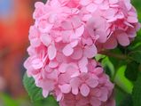 Hydrangea Facts And Health Benefits