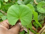 Butterbur Herb For Treating Allergies Migraines And Asthma