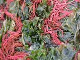 Carrageenan Uses Benefits And Side Effects