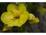 Health Benefits Of Mullein