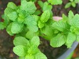 Planting Growing Harvesting Mint