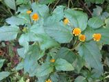 What Is Paracress Its Benefits Side Effects And Recipes