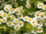 Feverfew An Ordinary Garden Plant That Has Anti Cancer Compound Kills Leukaemia Cells Scientists