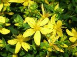 St John S Wort Benefits Side Effects And Drug Interactions