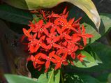 Health Benefits Of Vetchi Flower
