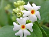 Lesser Known Health Benefits Uses Of Parijat