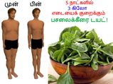 5 நாட்களில் 3 கிலோ எடையைக் குறைக்கும் பசலைக்கீரை டயட்!