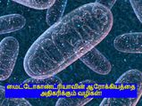 மைட்டோகாண்ட்ரியாவின் ஆரோக்கியத்தை அதிகரிக்க வேண்டுமா? இதோ சில வழிகள்!