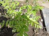 Don T Grow These Plants Alone In Tamil
