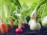 Vegetables That Take The Least Amount Of Time To Grow
