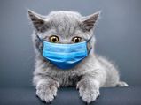 Cats More At Risk Of Covid 19 Infection Than Dogs Study