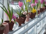 Best House Plants For Home Garden In Tamil