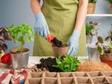 Tips For Beginners To Build A Beautiful Garden