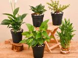 Vastu Tips Bring This Goodluck Plants At Home On 2022 New Year S Eve