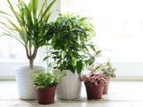 House Plant That Are Poisonous For Children