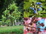 How To Grow Rudraksha Tree At Home In Tamil