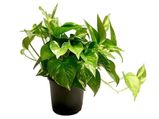These Mistakes With Money Plant Can Make You Poor