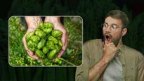 Hop Shoots Most Expensive Vegetable That Costs Rs 85 000 Per Kg In Tamil