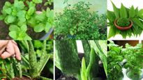 These Medicinal Plants Are Best To Plant At Home