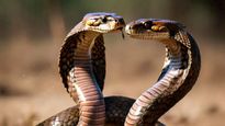 பாம்புகள் தோலை உதிர்ப்பதற்கு பின்னால் காரணம் என்ன? தோலை உதிர்க்கும் முன் பாம்புகள் என்ன செய்யும் தெரியுமா?